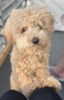 Gary - Poodle Toy Stud