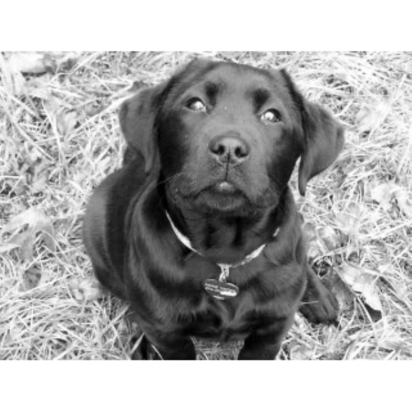 Grace Mountain Labradors