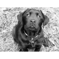 Grace Mountain Labradors Labrador Retriever breeder