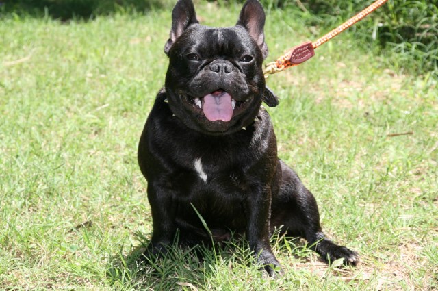 French Bulldog Stud 25731