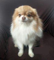 Jaime - Pomeranian Stud