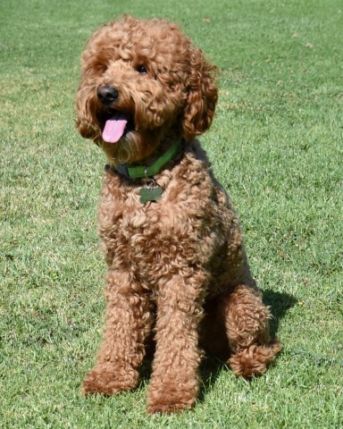 Goldendoodle Stud 29499