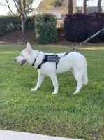 Zeus Amadeus Mozart - German Shepherd Dog Stud