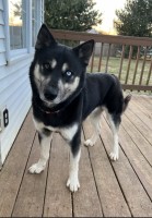 Kayla - Siberian Husky Stud