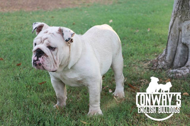 Conway S English Bulldogs English Bulldog Stud In Phoenix Arizona