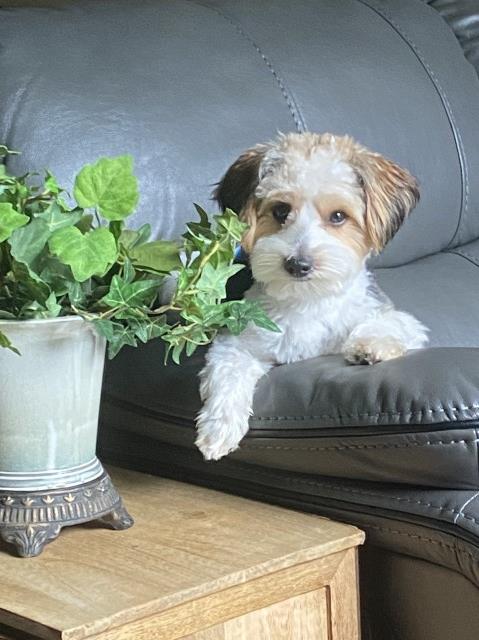 Yorkshire Terrier Stud 29823