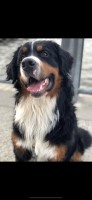 Erinc Tokluoglu - Bernese Mountain Dog Stud