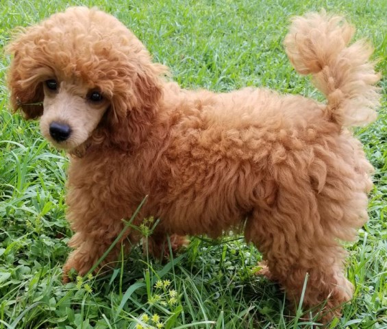 Spring Brook Poodles, Poodle Miniature Breeder in Spring ...