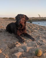Terri Todd - Labrador Retriever Stud
