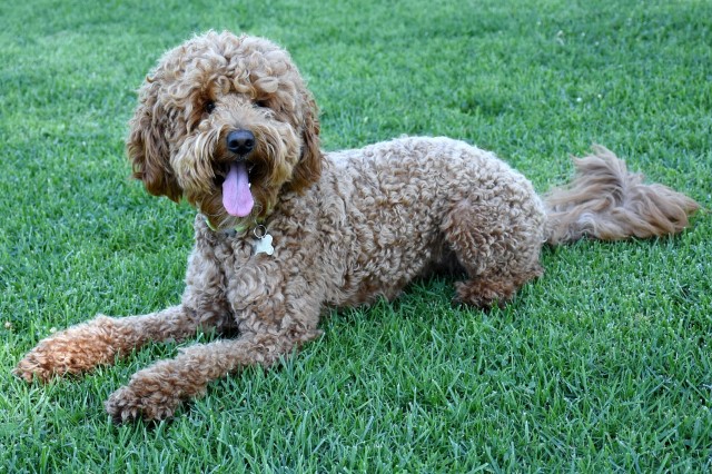 Mini Goldendoodle