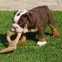 harlsen - English Bulldog Stud