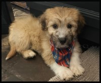 Kayla - Shih Tzu Breeder Shih Tzu breeder