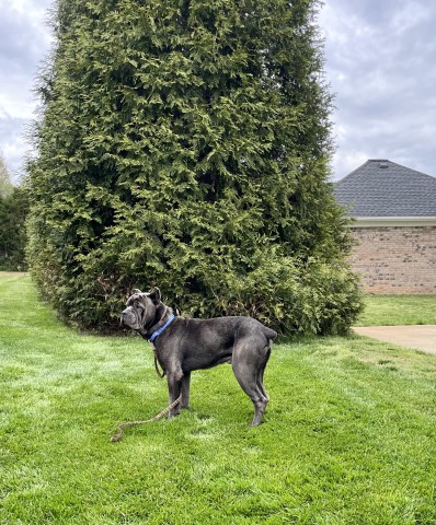 Cane Corso Stud 31097