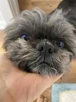 Jade Durant - Shih Tzu Stud