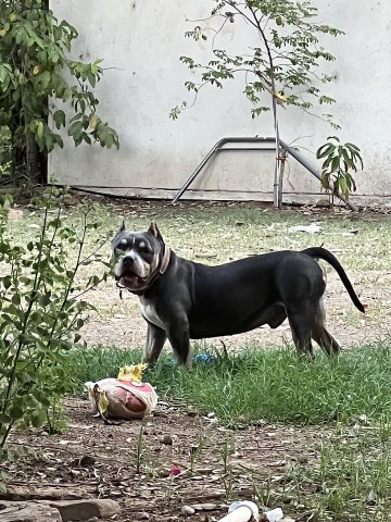 American Pit Bull Terrier Stud 31433
