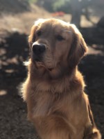 Linda Belhumeur - Golden Retriever Stud