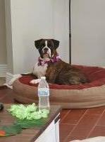 Joyce J - Boxer Stud