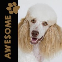 AWESOME PAWS Poodle Standard breeder