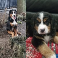 Kristy mctaggart - Bernese Mountain Dog Stud