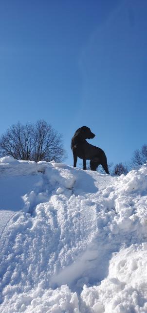 Labrador Retriever Stud 31100