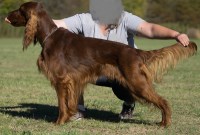 Irish Setter thumbnail