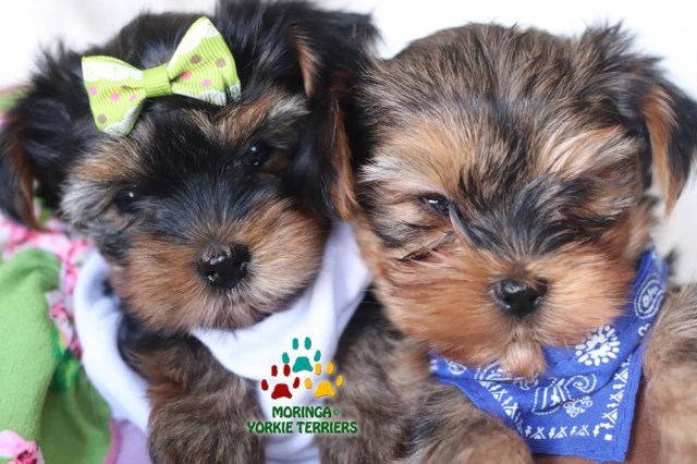 Yorkshire Terrier Breeder 26326