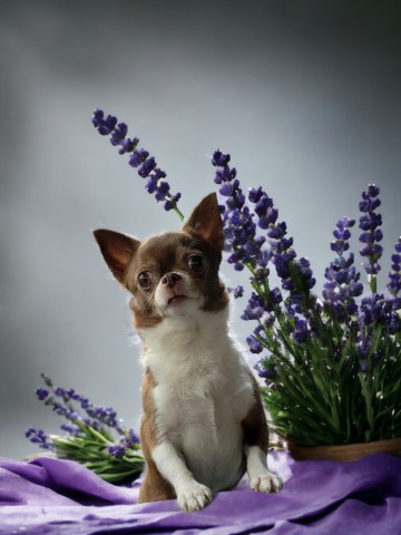 Chihuahua Breeder 31258