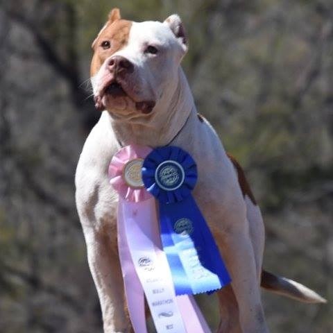 American Pit Bull Terrier Breeder 25827