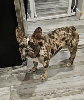 Marvin Johnson - French Bulldog Stud