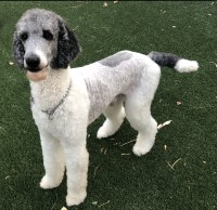 Gabriella Flowerday - Poodle Standard Stud
