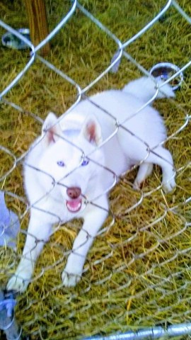 Linda & Kenny Siberian Babies