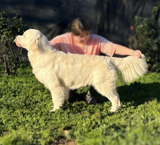 Bear State Goldens