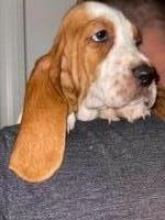 James Banda - Basset Hound Stud