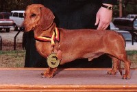 Classic Kennels Dachshund breeder