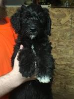 Beitzel babies Airedale Terrier breeder