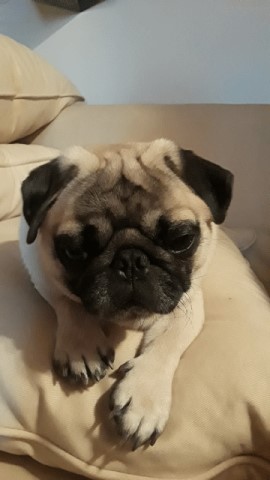 Pug Stud 28024