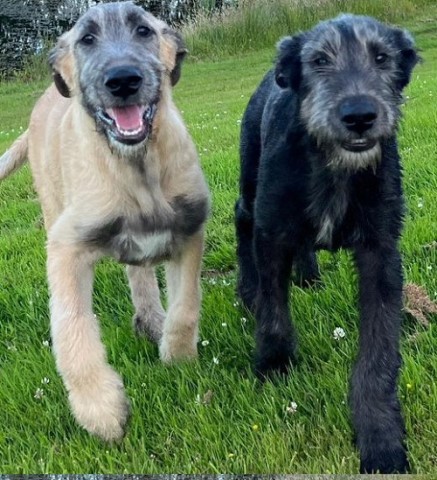 irish wolfhound puppies