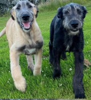 Irish Wolfhound thumbnail