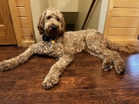 Kathleen Thayer - Goldendoodle Stud