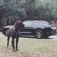 Romeo - Cane Corso Stud