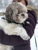 Kathy - Shih Tzu Stud