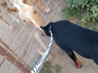 Diesel - Doberman Pinscher Stud