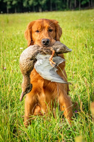 KNK Red Golden Retrievers