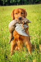 KNK Red Golden Retrievers