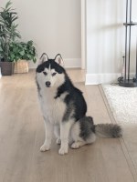 Dakine Siberian Huskies Siberian Husky breeder