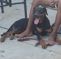 Nisha - German Shepherd Dog Stud