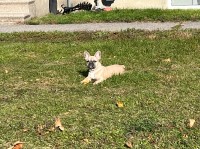 Steven - French Bulldog Stud