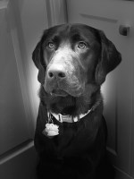 Sarah - Labrador Retriever Stud