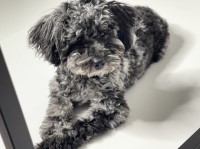 Brittany - Australian Shepherd Dog Stud