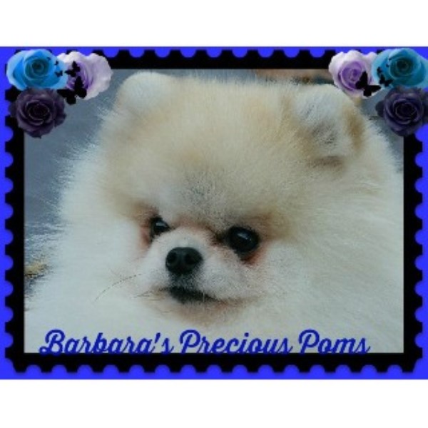 Barbara'a Precious Poms, Pomeranian Breeder in San ...